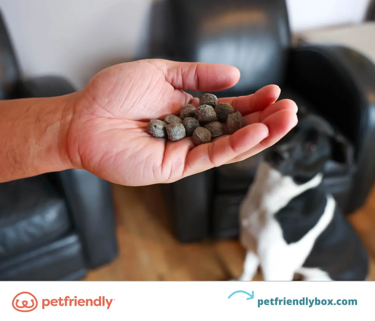 Curious puppy looking at a treat on the floor but resisting with the 'leave it' command, a vital puppy safety trick.