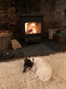 Curled up Jack Russell Terrier, Ralph, resting on a rug by the fire, looking subdued after an unfortunate snack, a common scene for dog care stories.