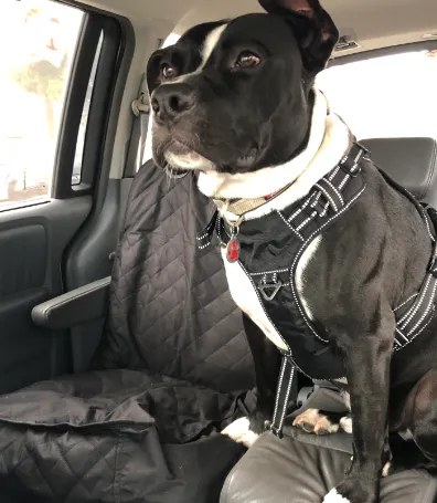 Customer review for an Active Pets car seat cover highlighting ease of installation and durability.
