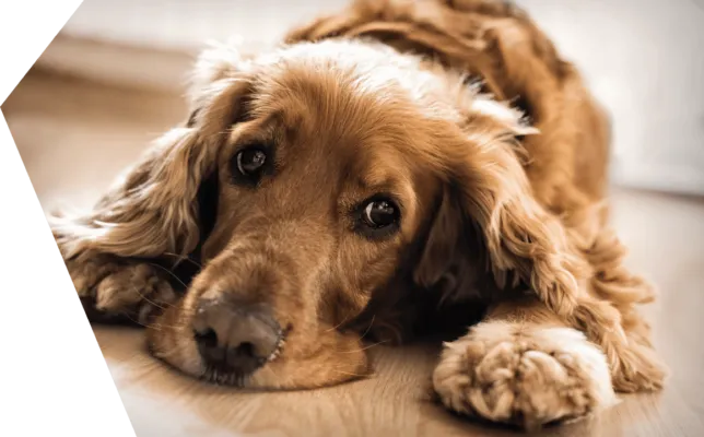 Customer review snippets highlighting positive experiences with Advance dog food, particularly regarding skin allergies and digestive issues.