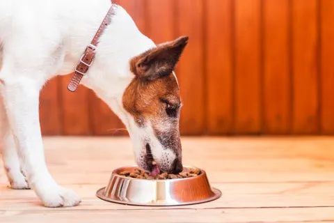 Cute dog eating from a food bowl