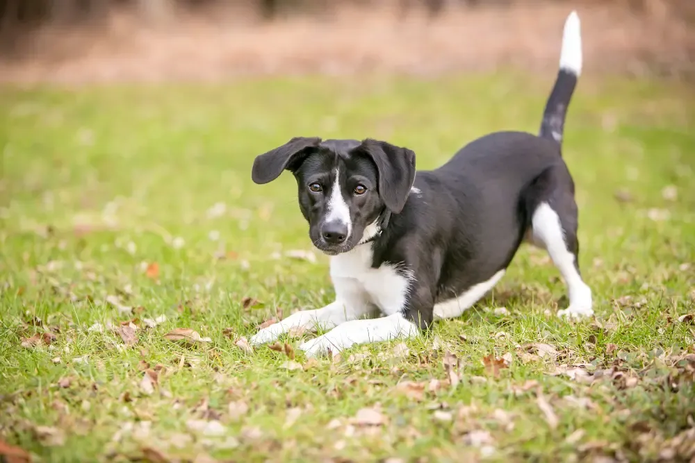 Cute dog in a bowing position, lowering its front body while keeping its hind end up.