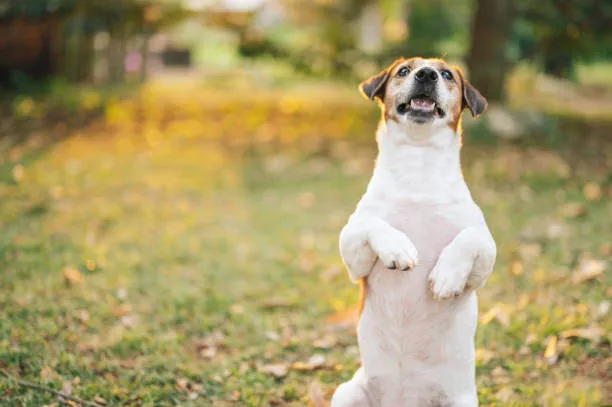 Cute dog sitting pretty on hind legs in a park, mastering a challenging trick.