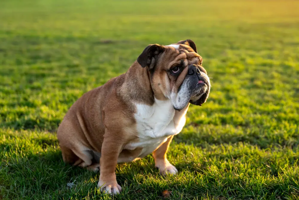 Cute English Bulldog puppy happily eating dry food from a bowl, illustrating the best dog food for English Bulldog puppies.