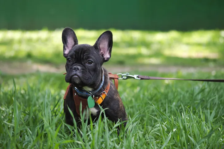 Cute French Bulldog puppy learning to walk on a lead with a comfortable harness in green grass.