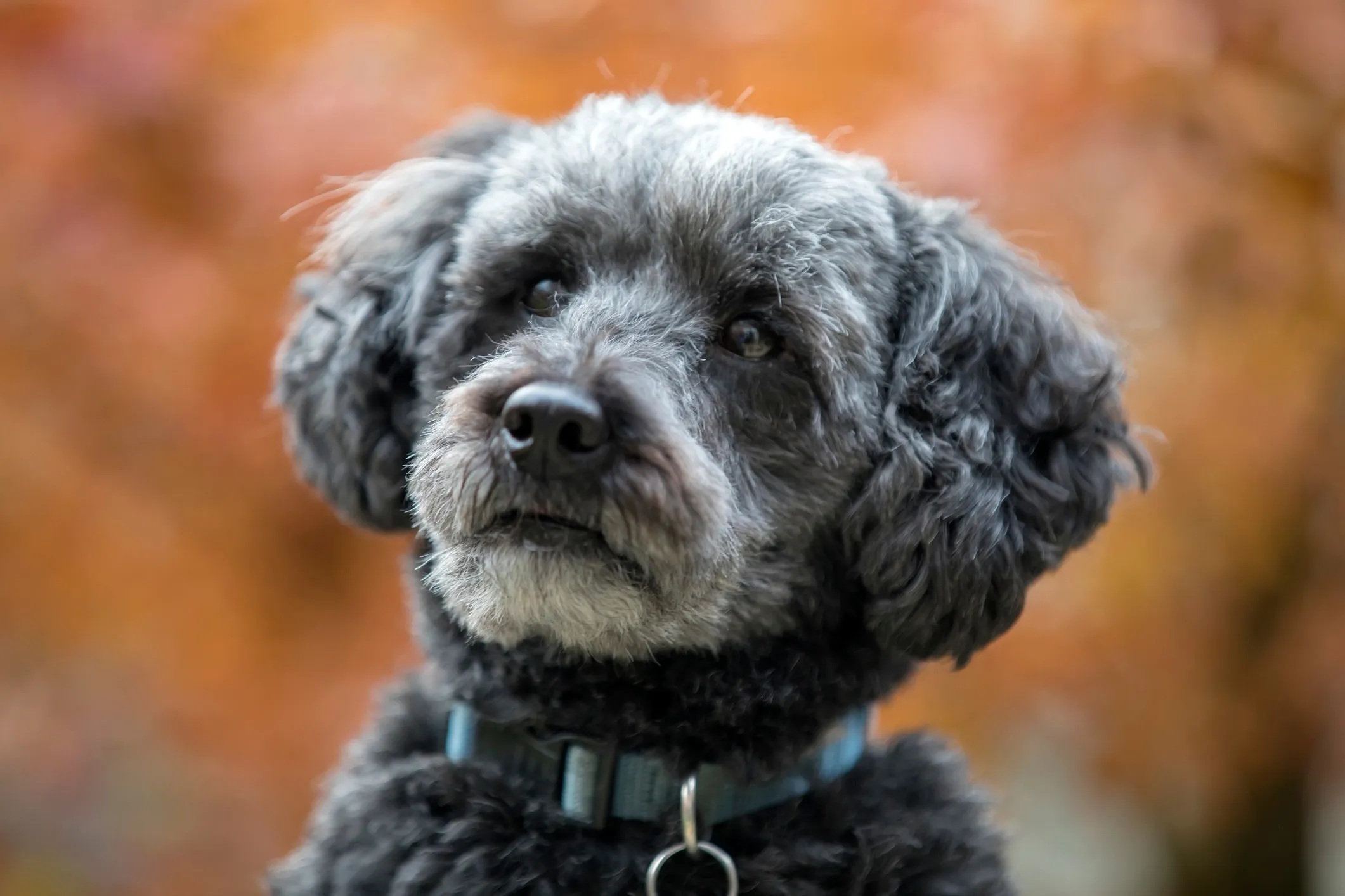 Cute gray Schnoodle puppy with a curly coat looking curiously at the camera