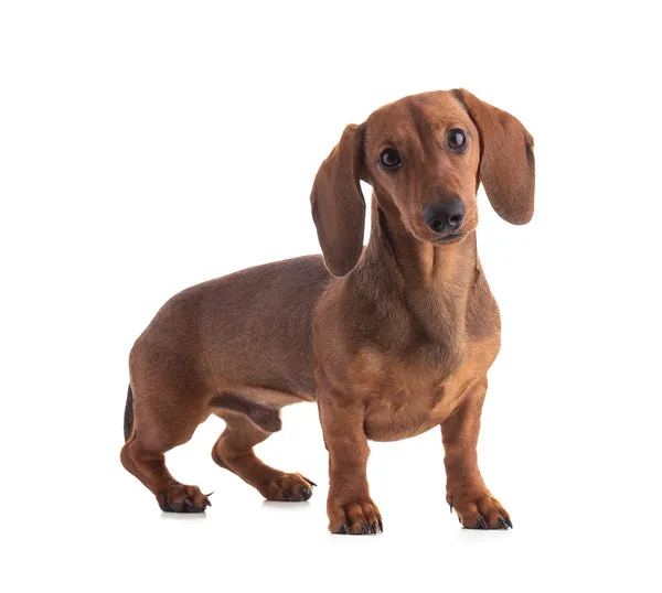 Cute long-bodied Dachshund, a playful and clever small dog breed for Indian homes