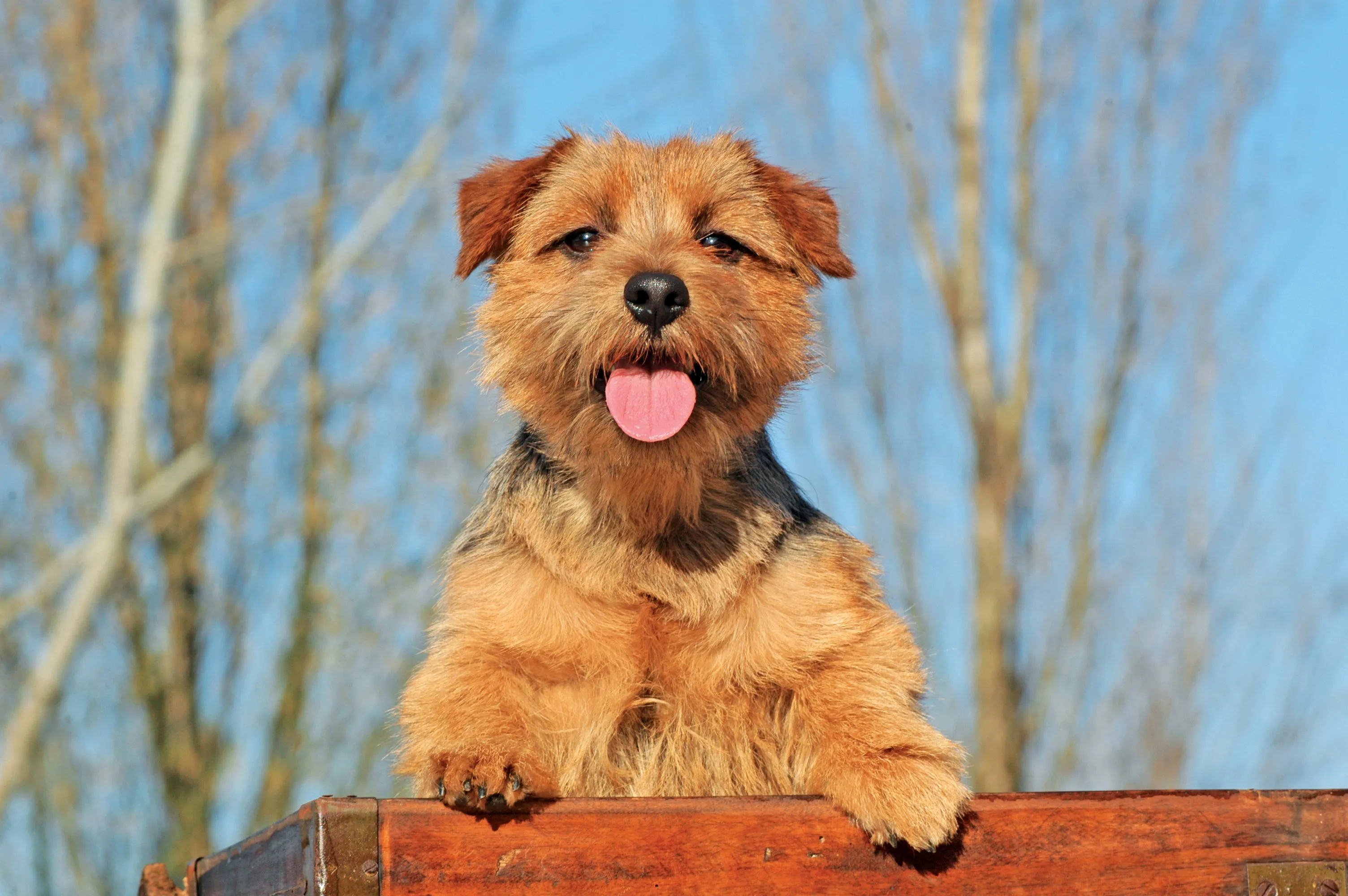 Cute Norfolk Terrier with its tongue out, showcasing its expressive face and wiry coat
