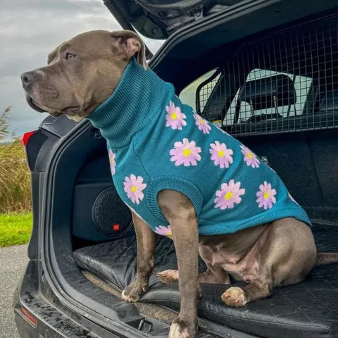 Cute Pitbull puppy wearing a comfortable sweater, a gentle reminder that even tough breeds need safe and appropriately hard chew toys