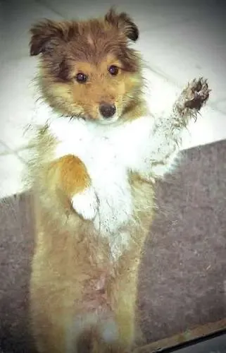 Cute sable Sheltie puppy, Saxon, sitting patiently by a door, waiting to come inside