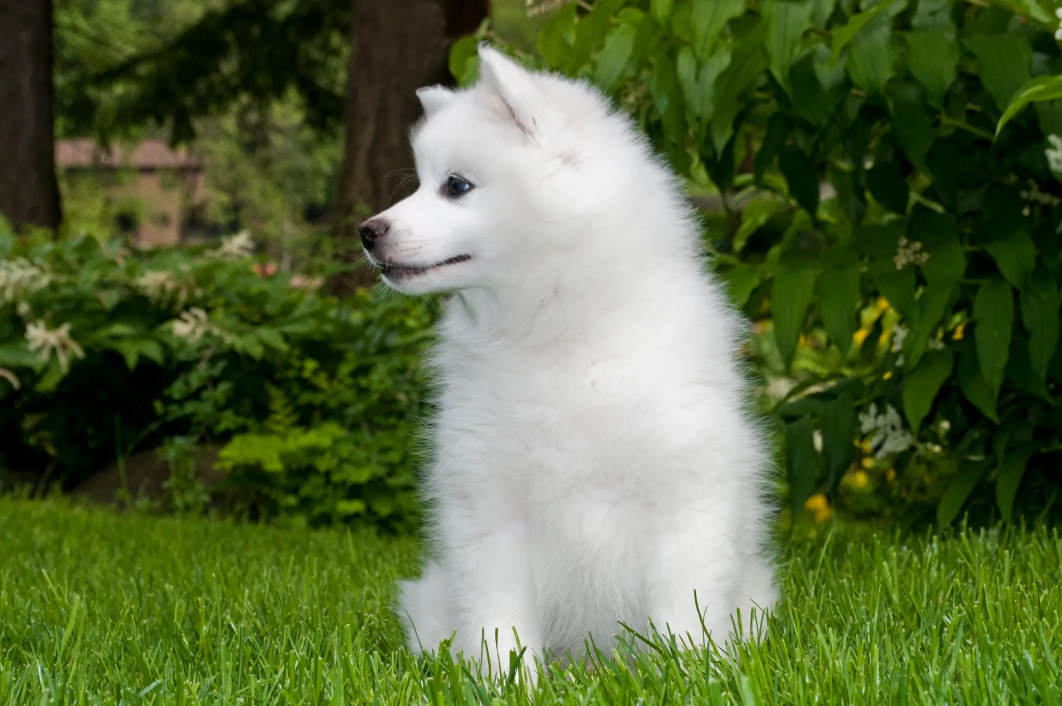 Cute small fluffy American Eskimo puppy sitting in green grass, an alert and playful white dog breed well-suited for families in India