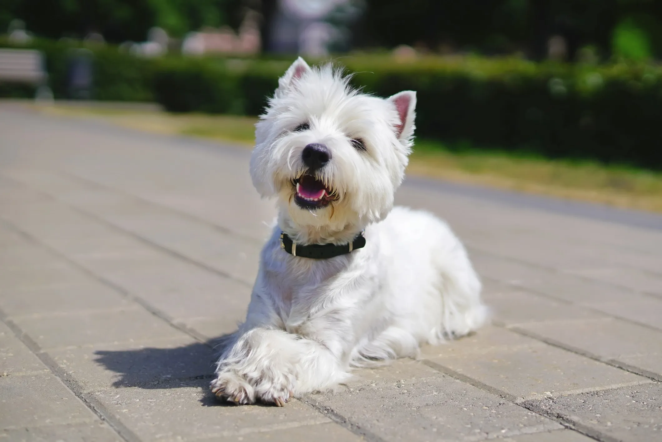 Cute West Highland White Terrier puppy resting on a stone path in India, known for its friendly demeanor and suitability for families