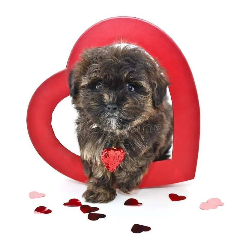 Cute Yorkie Poo puppy emerging from a red heart shape