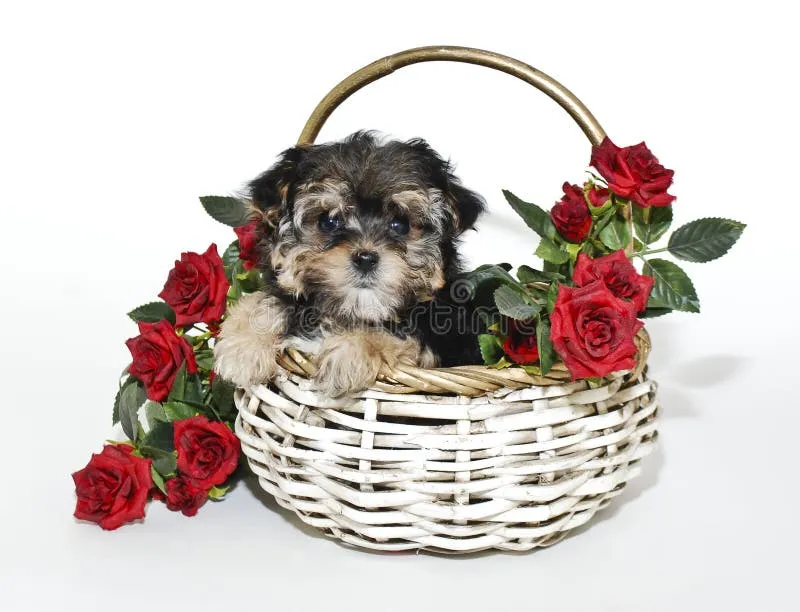 Cute Yorkie Poo puppy nestled in a basket with vibrant red roses