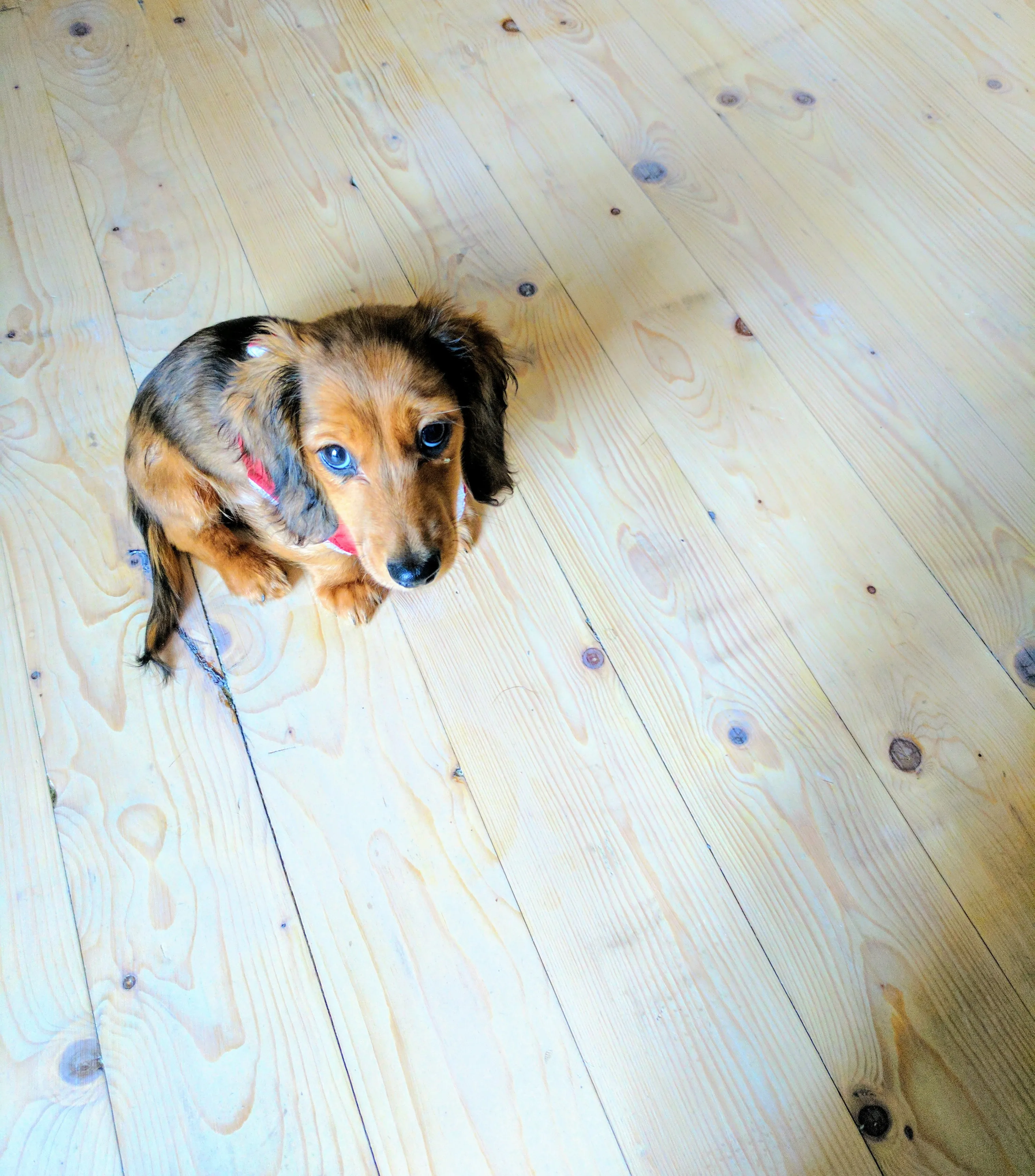 Cute young sausage dog puppy sitting attentively