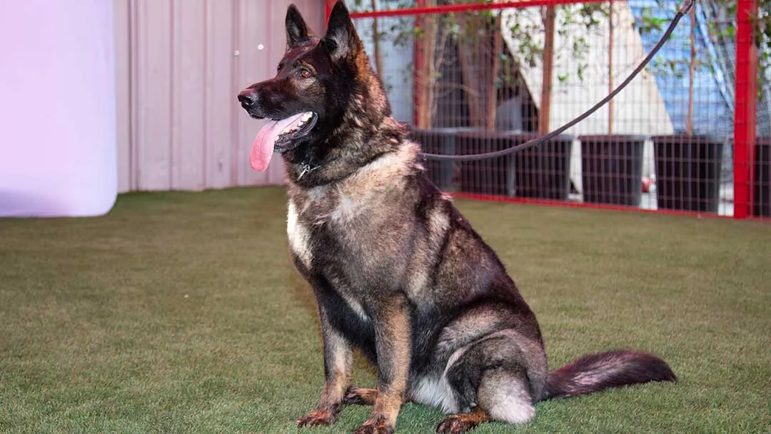 Czech Working Line German Shepherd