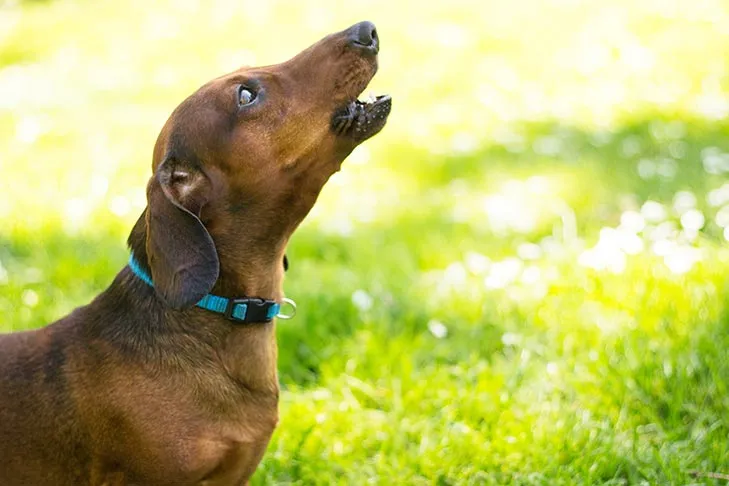 Dachshund barking joyfully in a yard, demonstrating vocal command training.