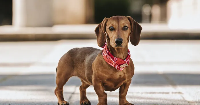 Dachshund dog with long body