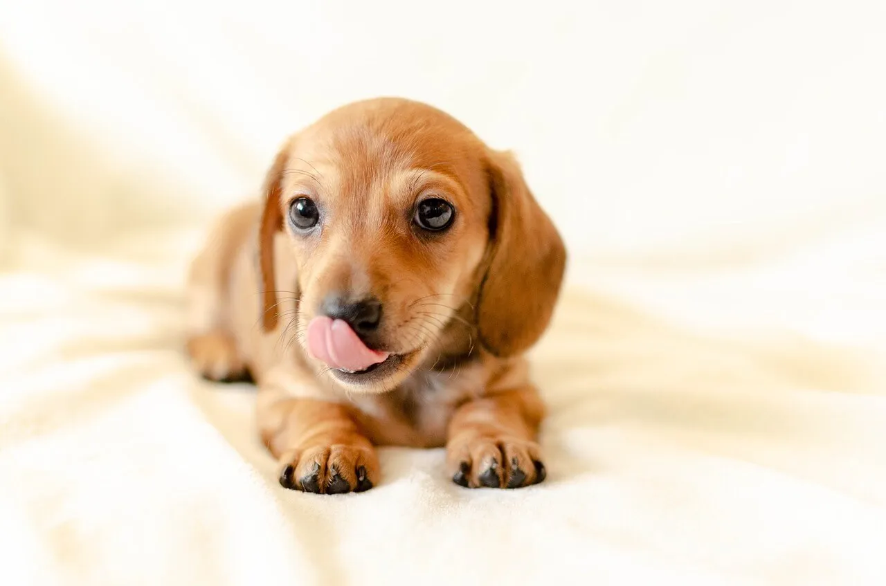 Dachshund puppy