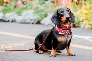 Dachshund
