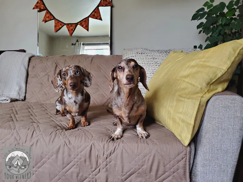 Dachshunds comfortably resting on a brown sofa, illustrating a common household scenario.