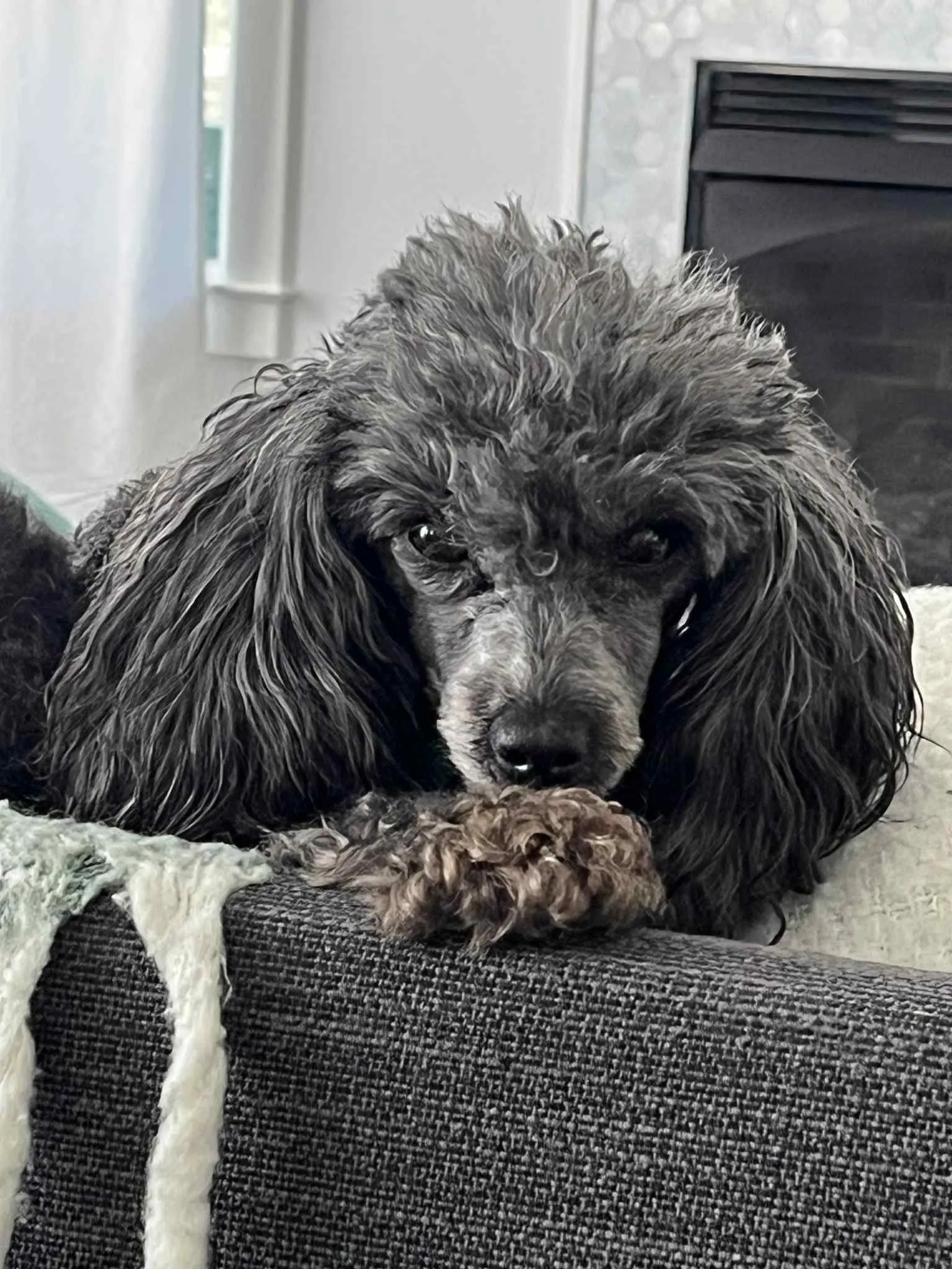 Daisy, a sweet Toy Poodle with a medium coat, highlighting the adorable nature of small poodle breeds.