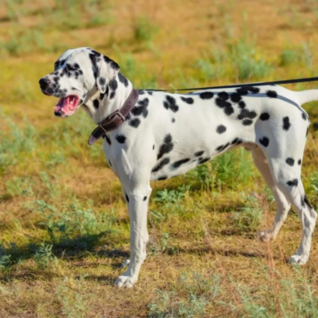 Dalmatian dog with distinctive spots