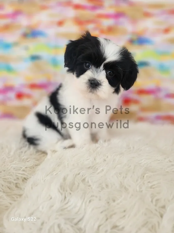 Dani, a beautiful black and white female Teddy Bear puppy