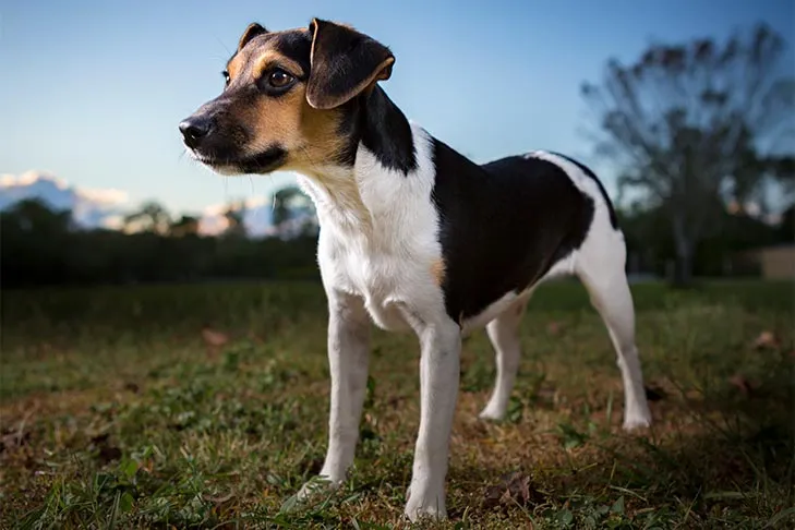 Danish-Swedish Farmdog standing outdoors at dusk.