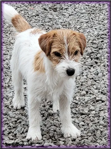 Dayze - upcoming Jack Russell Terrier female
