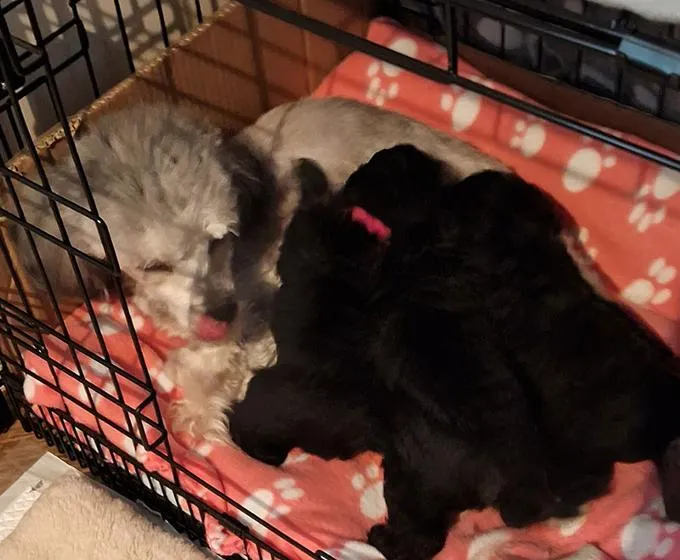 Dazzle the Toy Poodle with her newborn puppies