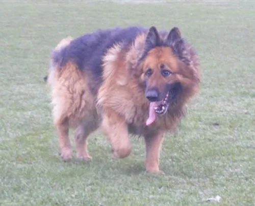 Debo, a large German Shepherd needing extensive socialization