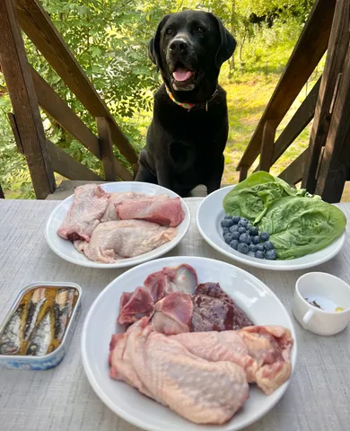 Delicious and healthy homemade raw dog food for a gassy dog