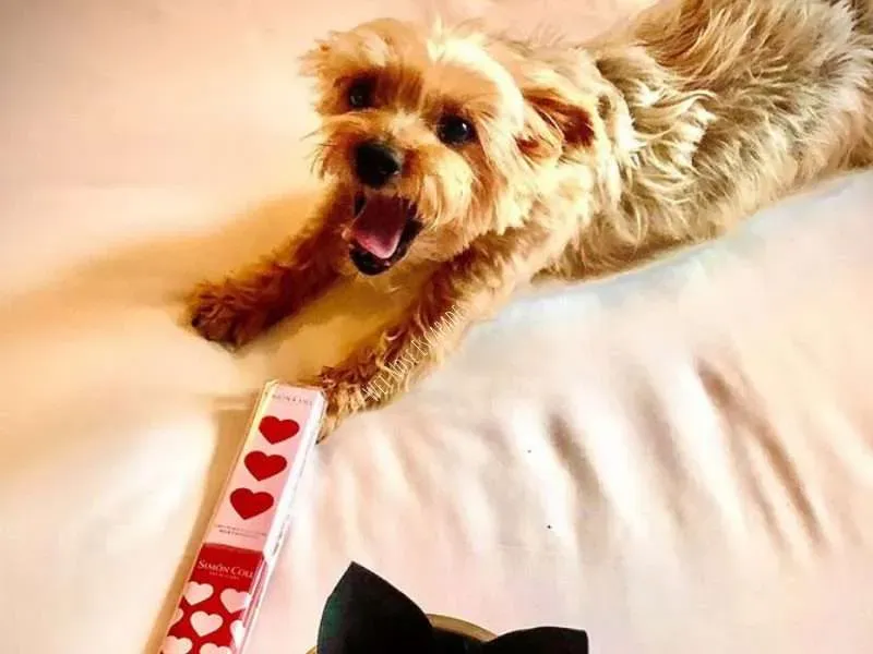 Delicious chocolate bar, a dangerous treat for Yorkie dogs