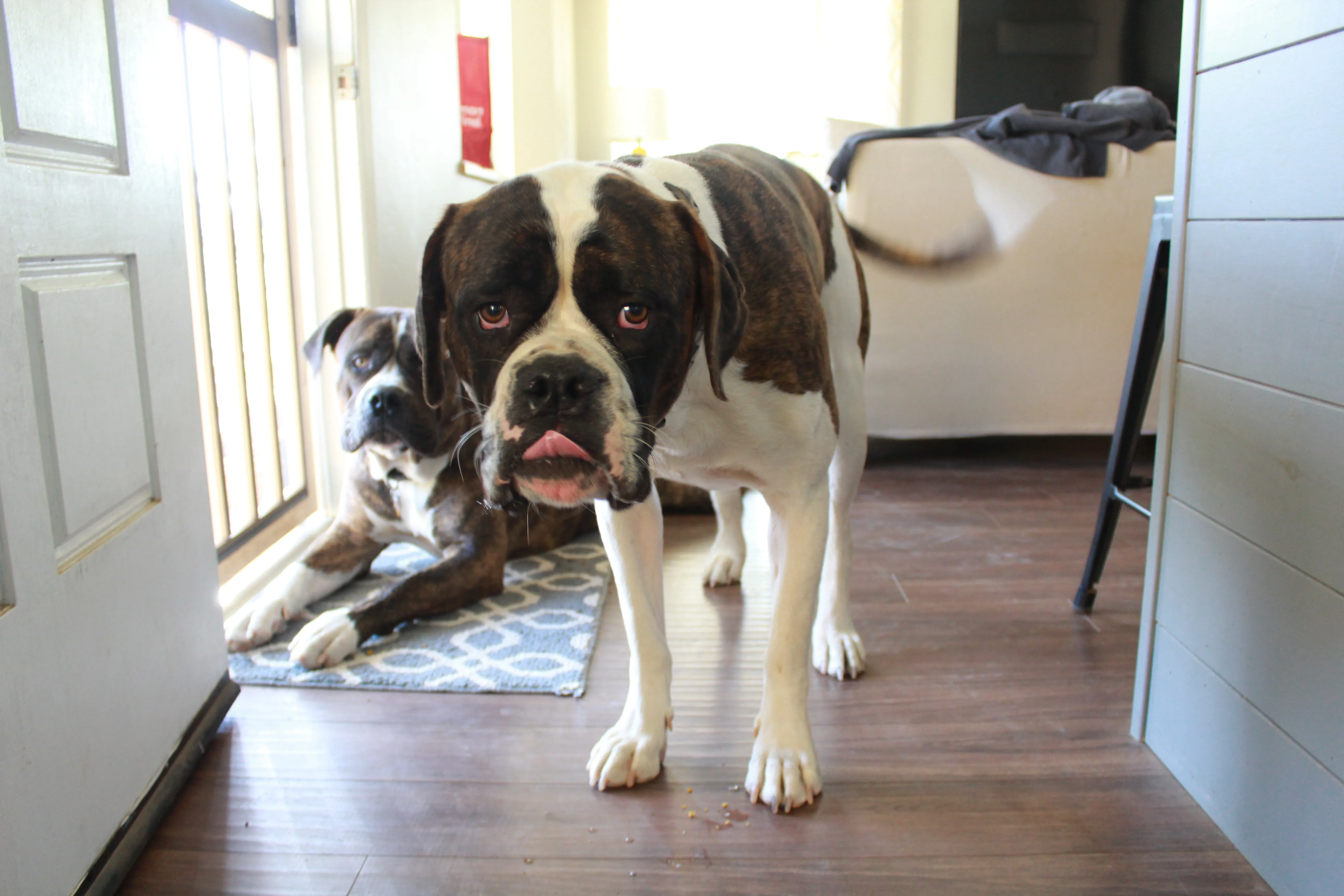 Delicious homemade soft dog treats no bake, shaped into perfect cookie balls, ready for happy pups to enjoy as a healthy reward.