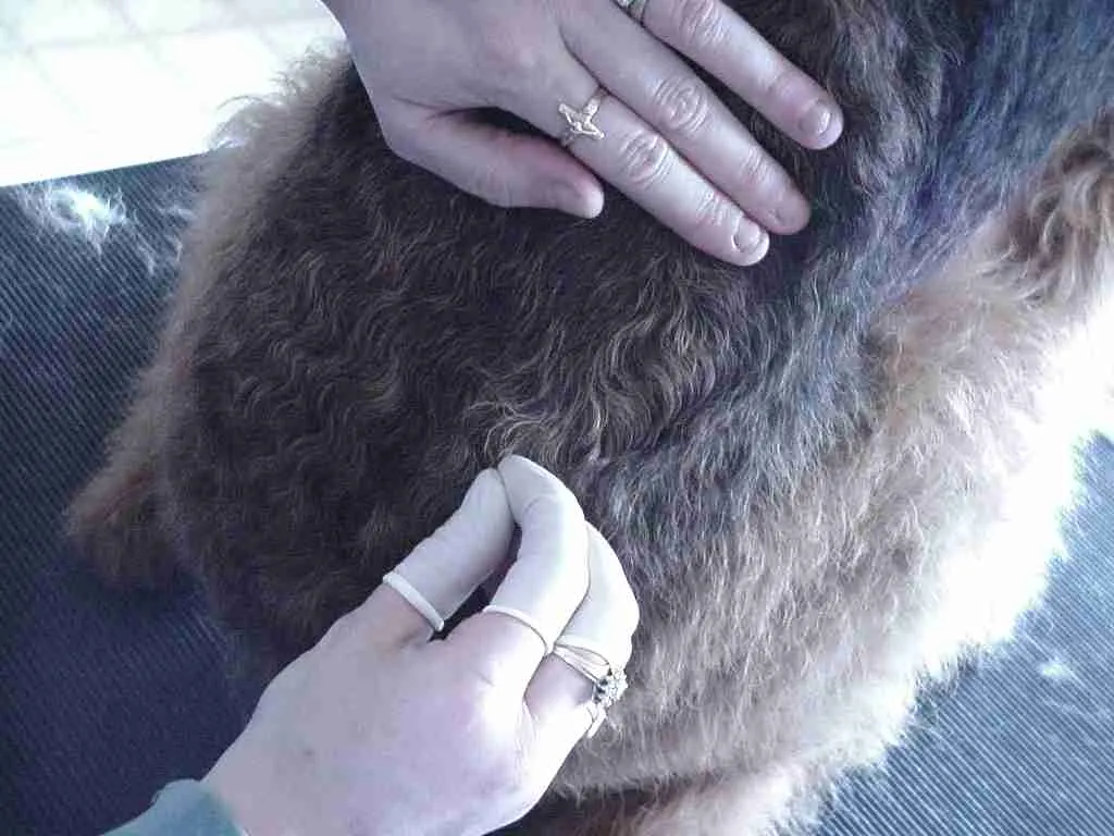 Demonstration of plucking Airedale hair