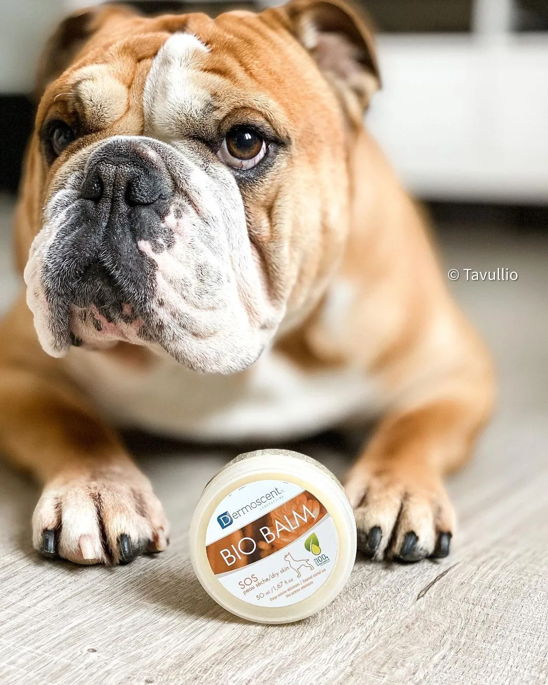 Dermoscent BIO BALM being applied to a dog's paw pad, demonstrating topical treatment for dry or cracked skin.