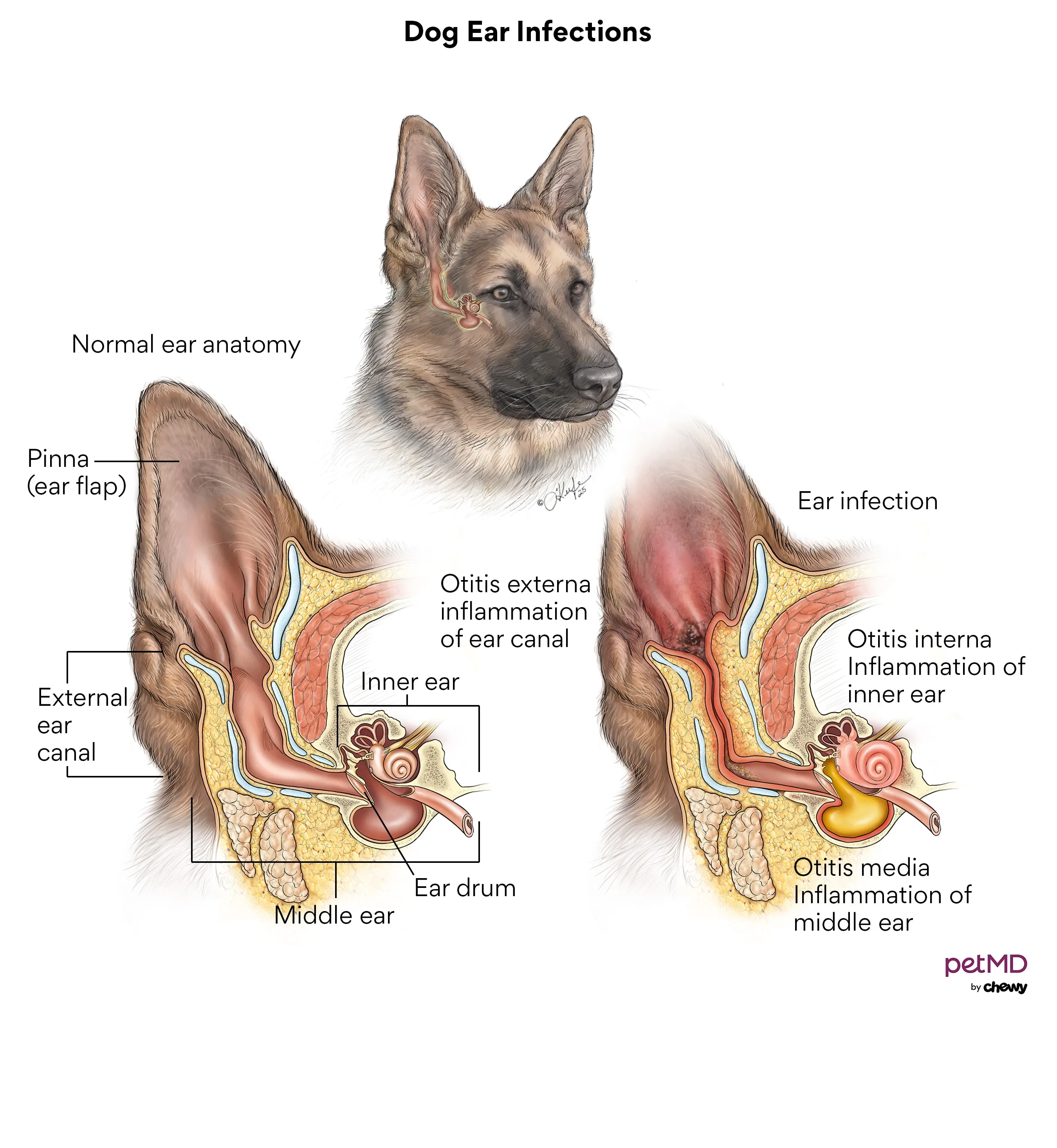 Detailed diagram illustrating canine ear anatomy and common ear infection areas