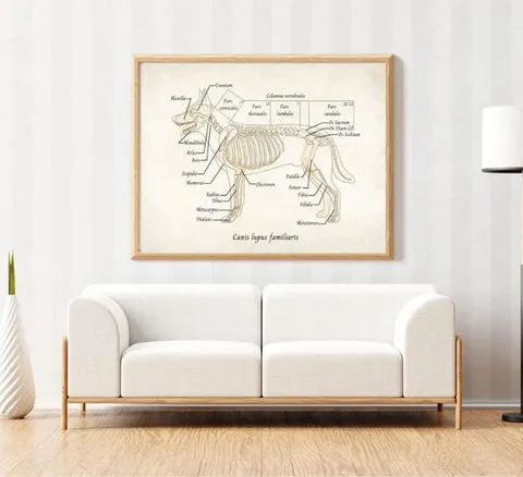 Detailed dog anatomy art print, a unique Christmas present from dog to dad interested in veterinary science