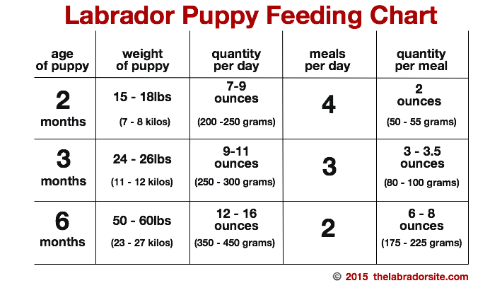 Detailed Labrador puppy feeding chart outlining recommended daily food quantities to ensure healthy growth.