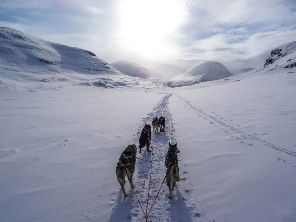Determined husky-like dogs enthusiastically pulling a sled, illustrating strong leash pulling behavior.