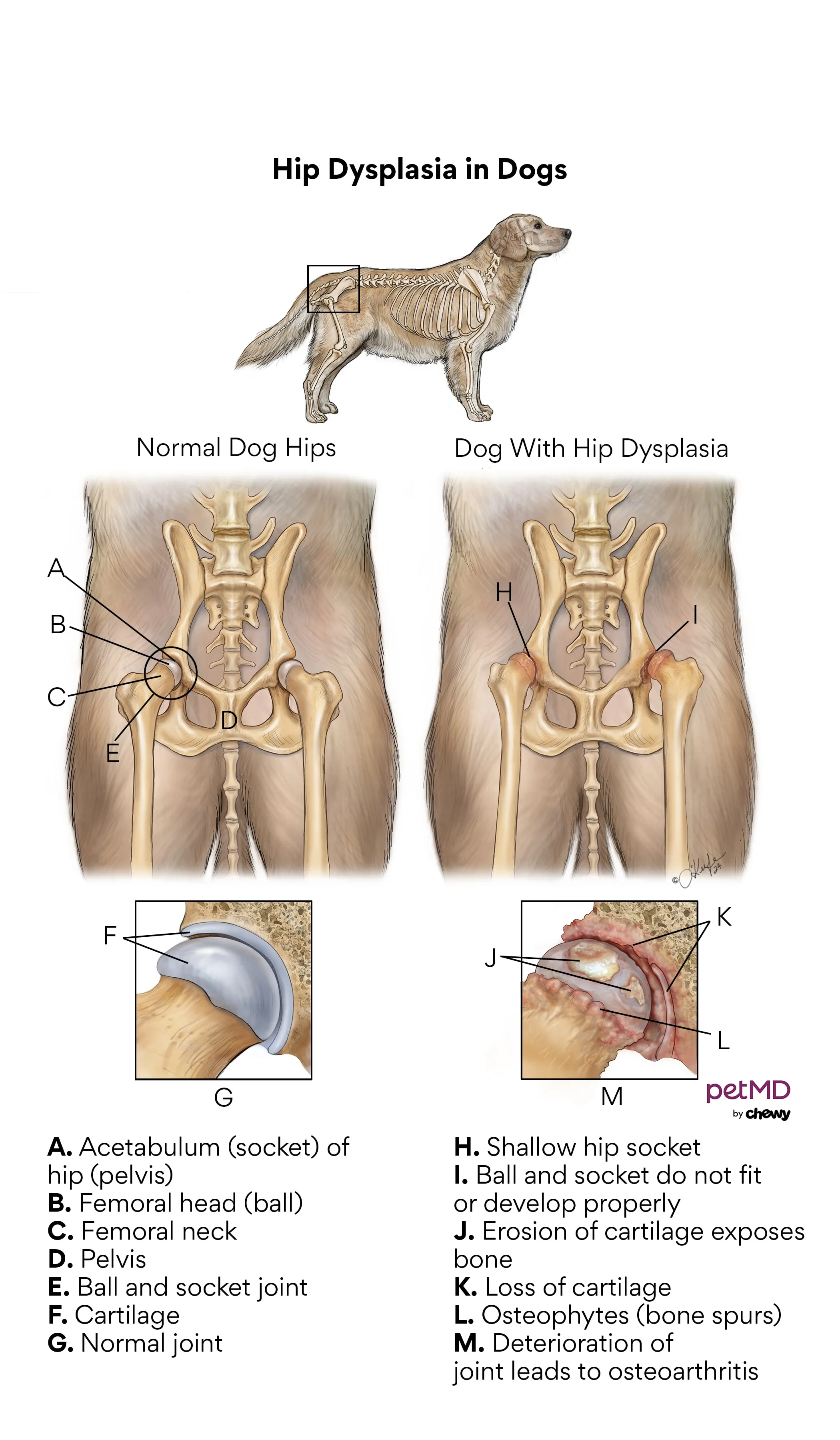 Diagram illustrating hip dysplasia in dogs, showing a normal hip joint alongside a dysplastic one.