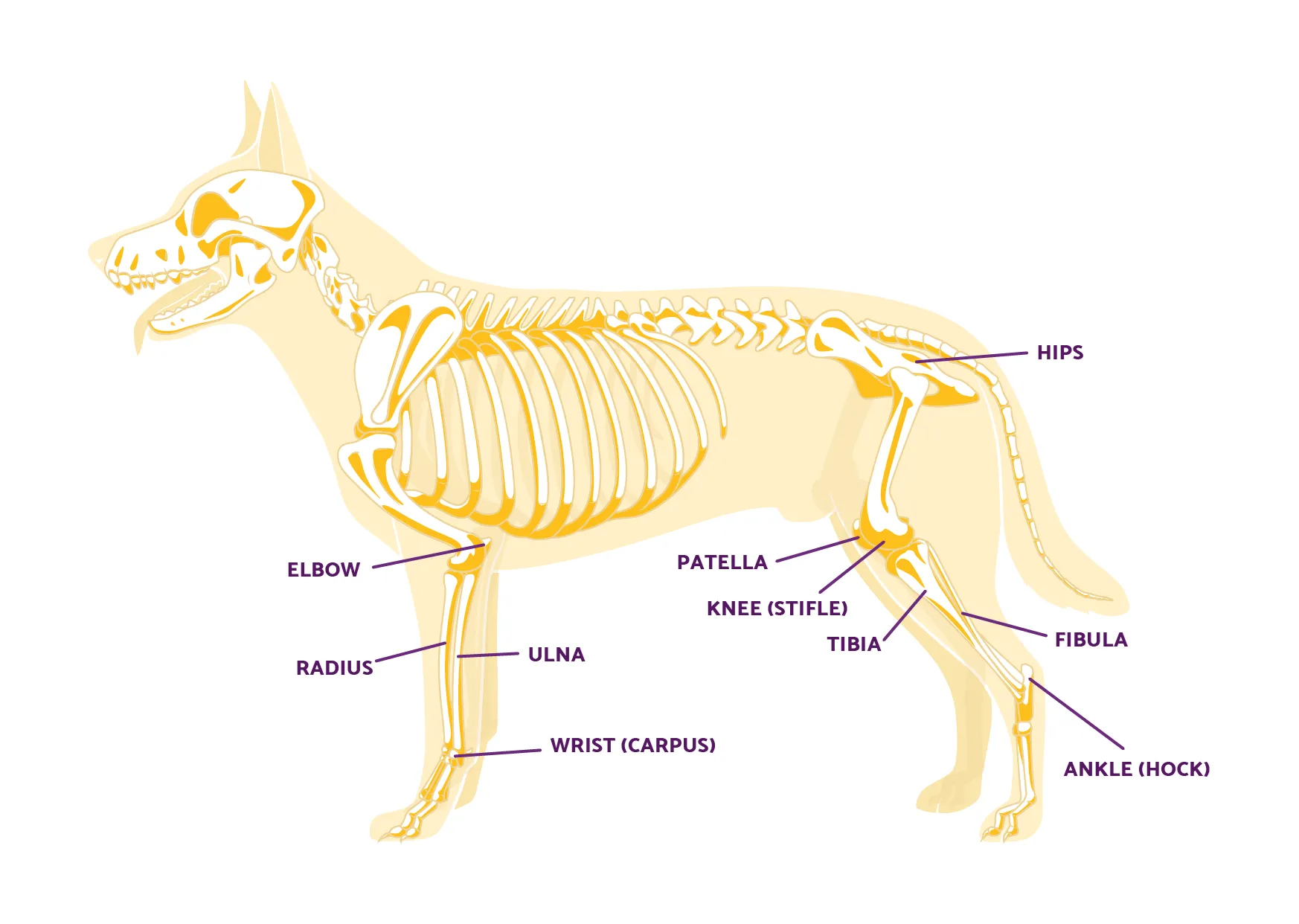 Diagram illustrating the anatomy of a dog's knee joint, highlighting the cranial cruciate ligament.