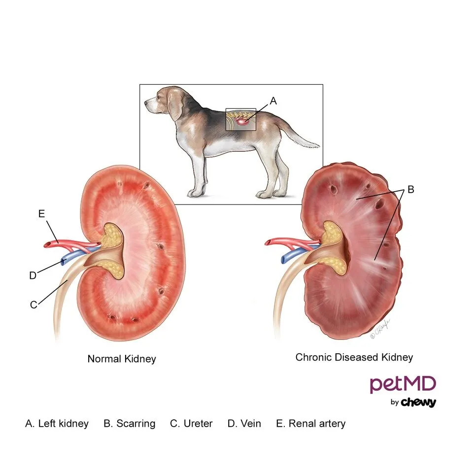 Diagram illustrating the differences between a healthy dog kidney and a kidney affected by chronic disease, explaining kidney function and damage