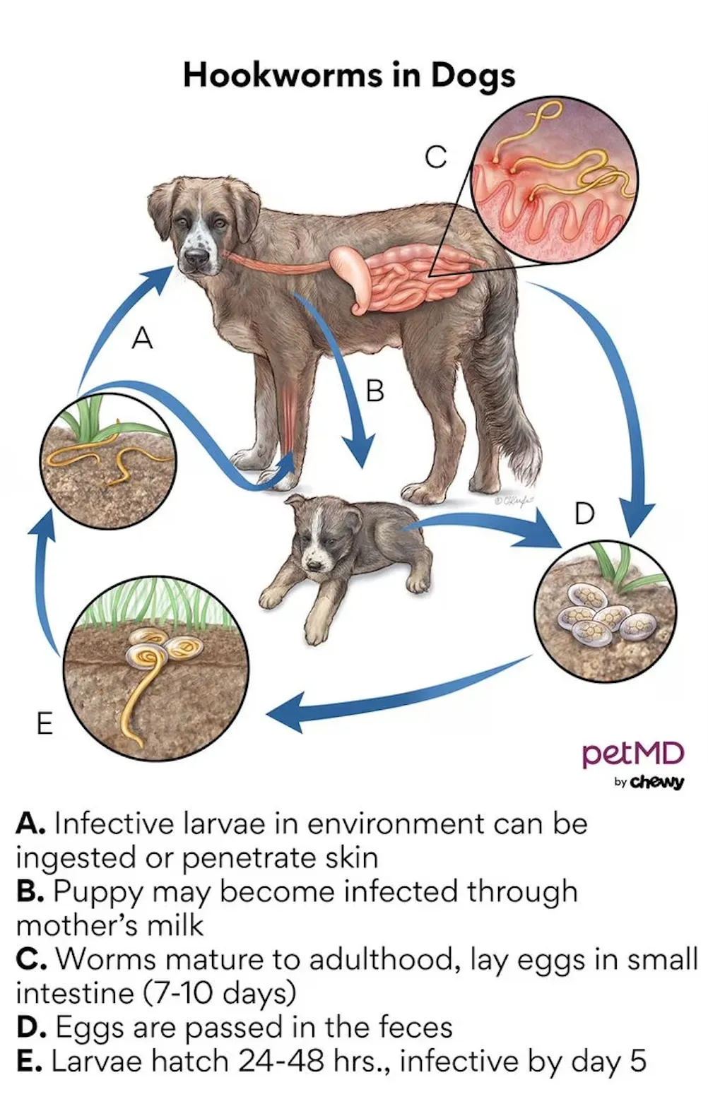 Diagram illustrating the hookworm lifecycle and infection pathways in dogs.