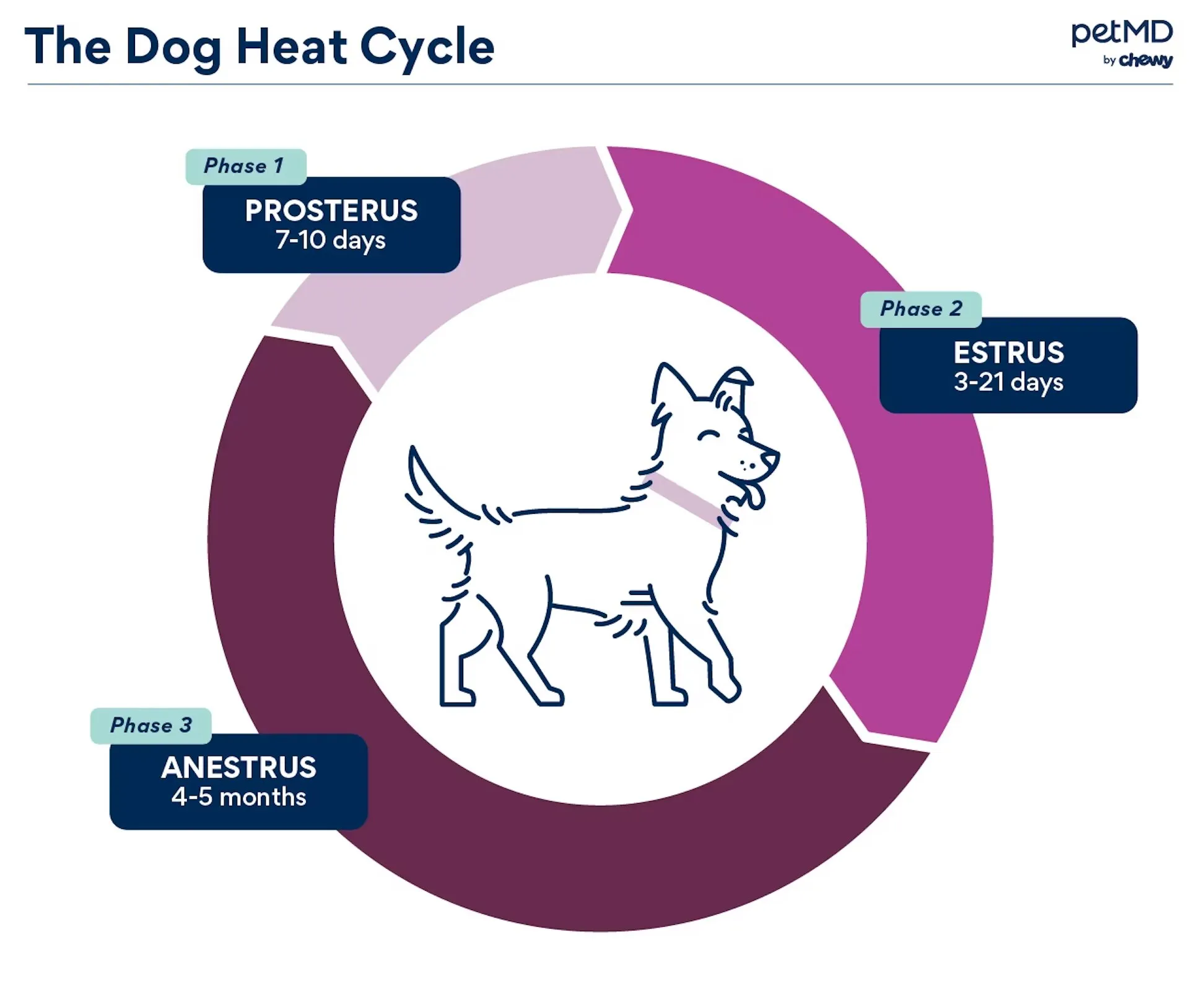 Diagram illustrating the phases of a dog's fertility cycle, showing a female dog and hormonal changes