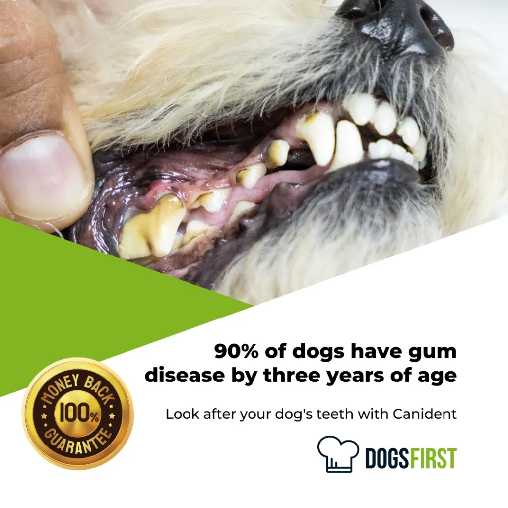 diet for pancreatitis in dogs