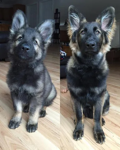 Dillinger the sable German Shepherd puppy at 10 weeks and 23 weeks, showcasing growth