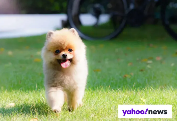 Diverse dog breeds, including small and medium companions, enjoying the outdoors with their owners, highlighting the benefits of pet ownership for seniors.