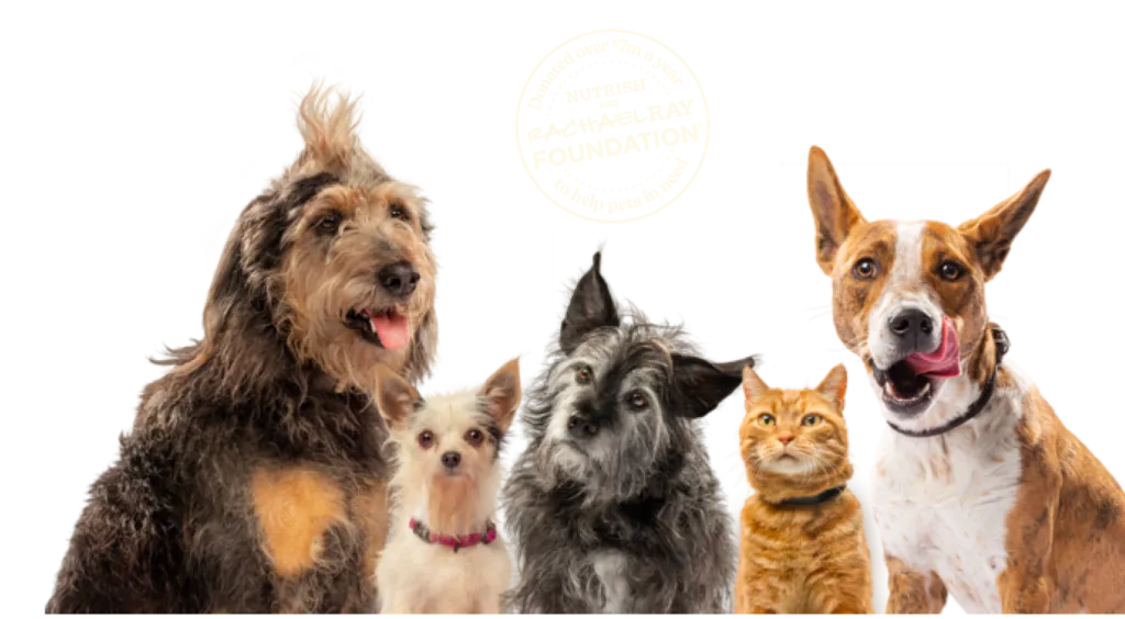 Diverse group of dogs and cats, symbolizing pets benefiting from The Rachael Ray Foundation through Nutrish purchases